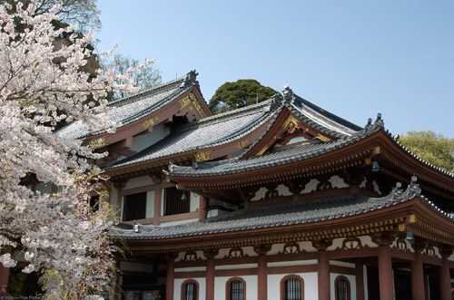 The elegantly architected roof of Kamakura Hasedera Temple