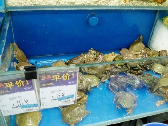 China Walmart frogs