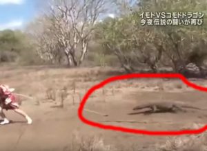 There Is A Japanese Game Show Where Woman In Kimono Has To Outrun A Giant Komodo